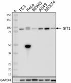 W18253B_PURE_GIT1_Antibody_1_022120