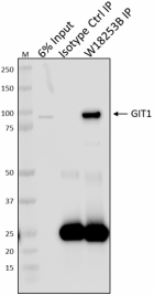 W18253B_PURE_GIT1_Antibody_3_022120