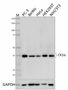 W18288B_PURE_CK1a_Antibody_081020.png