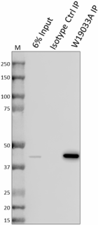 W19033A_PURE_RRM2_Antibody_2_081920