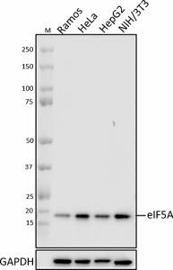 W19057C_PURE_eIF5A_Antibody_04012021.png