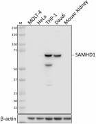 W19081C_PURE_SAMHD1_Antibody_1_110220.png