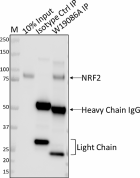 W19086B_PURE_NRF2_Antibody_4_041521.png