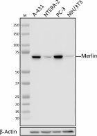 W19231A_PURE_Merlin_Antibody_1_040721.png