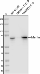 W19231A_PURE_Merlin_Antibody_2_040721.png