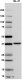 YM-2_PURE_Maltose_Binding_Protein_Antibody_WB_122017