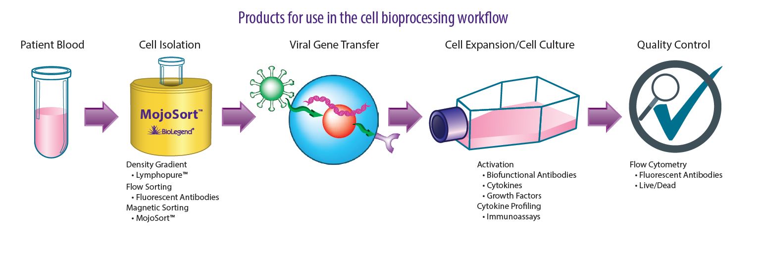 Cell bioprocessing workflow