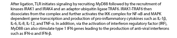 After ligation, TLR initiates signaling by recruiting MyD88 followed by the recruitment of kinases IRAK1 and IRAK4 and an adaptor ubiquitin ligase TRAF6. IRAK1-TRAF6 then dissociates from the complex and further activates the IKK complex for NF-ÎºB and MAPK dependent gene transcription and production of pro-inflammatory cytokines such as IL-1b, IL-6, IL-8, and IL-12, and TNF-a. In addition, via the activation of interferon regulatory factor (IRF), MyD88 can also stimulate type 1 IFN genes leading to the production of anti viral interferons such as IFN-a and IFN-b.