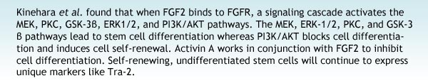 Kinehara et al. found that when FGF2 binds to FGFR, a signaling cascade activates the MEK, PKC, GSK-3β, ERK1/2, and PI3K/AKT pathways. The MEK, ERK-1/2, PKC, and GSK-3β pathways lead to stem cell differentiation whereas PI3K/AKT blocks cell differentiation and induces cell self-renewal. Activin A works in conjunction with FGF2 to inhibit cell differentiation. Self-renewing, undifferentiated stem cells will continue to express unique markers like Tra-2.