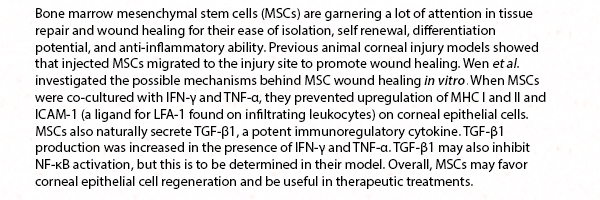 Bone marrow mesenchymal stem cells (MSCs) are garnering a lot of attention in tissue repair and wound healing for their ease of isolation, self renewal, differentiation potential, and anti-inflammatory ability. Previous animal corneal injury models showed that injected MSCs migrated to the injury site to promote wound healing. Wen et al. investigated the possible mechanisms behind MSC wound healing in vitro. When MSCs were co-cultured with IFN-y and TNF-a, they prevented upregulation of MHC I and II and ICAM-1 (a ligand for LFA-1 found on infiltrating leukocytes) on corneal epithelial cells. MSCs also naturally secrete TGF-b1, a potent immunoregulatory cytokine. TGF-b1 production was increased in the presence of IFN-y and TNF-a. TGF-b1 may also inhibit NF-kB activation, but this is to be determined in their model. Overall, MSCs may favor corneal epithelial cell regeneration and be useful in therapeutic treatments.