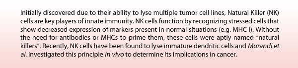 Initially discovered due to their ability to lyse multiple tumor cell lines, Natural Killer (NK) cells are key players of innate immunity. NK cells function by recognizing stressed cells that show decreased expression of markers present in normal situations e.g. MHC I. Without the need for antibodies or MHCs to prime them, these cells were aptly named natural killers. Recently, NK Cells have been found to lyse immature dendritic cells and Morandi et al. investigated this principle in vivo to determine its implications in cancer.
