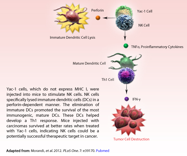 Perfroin, Yac-1 Cell, NK Cell, Immature Dendritic Cell, TND-a, Proinflmmatory Cell, Mature Dendritic Cell, Th1 Cell, IFN-y Cell, Tumor Cell Destruction. Yac-1 cells, which do not express of MHC I, were injected into mice to stimulate NK cells. NK cells specifically lysed immature dendritic cells (DCs) in a perforin-dependent manner. The elimination of immature DCs promoted the survival of the most immunogenic, mature DCs. These DCs helped develop a Th1 response. Mice injected with carcinomas survived at better rate when treated with Yac-1 cells, indicating NK cells could be a potentially successful therapeutic target in cancer.