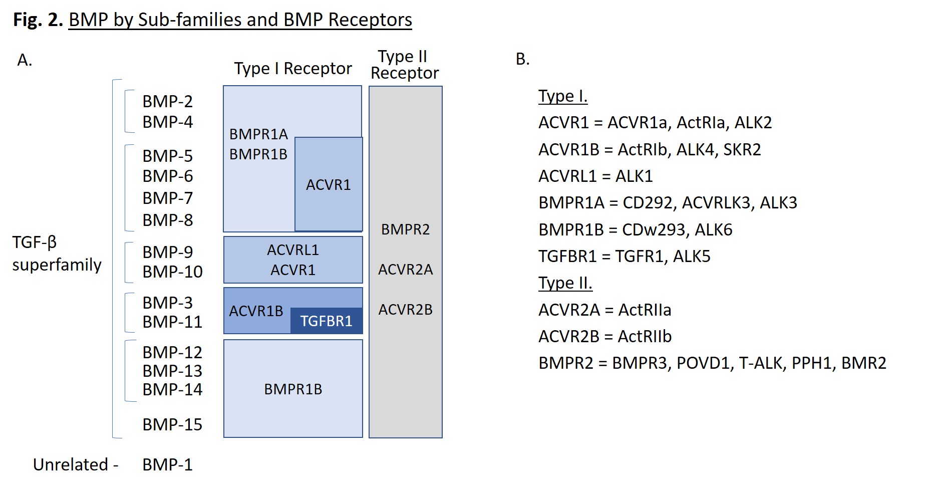 Fig 2 BMP by Sub-families and BMP Receptors