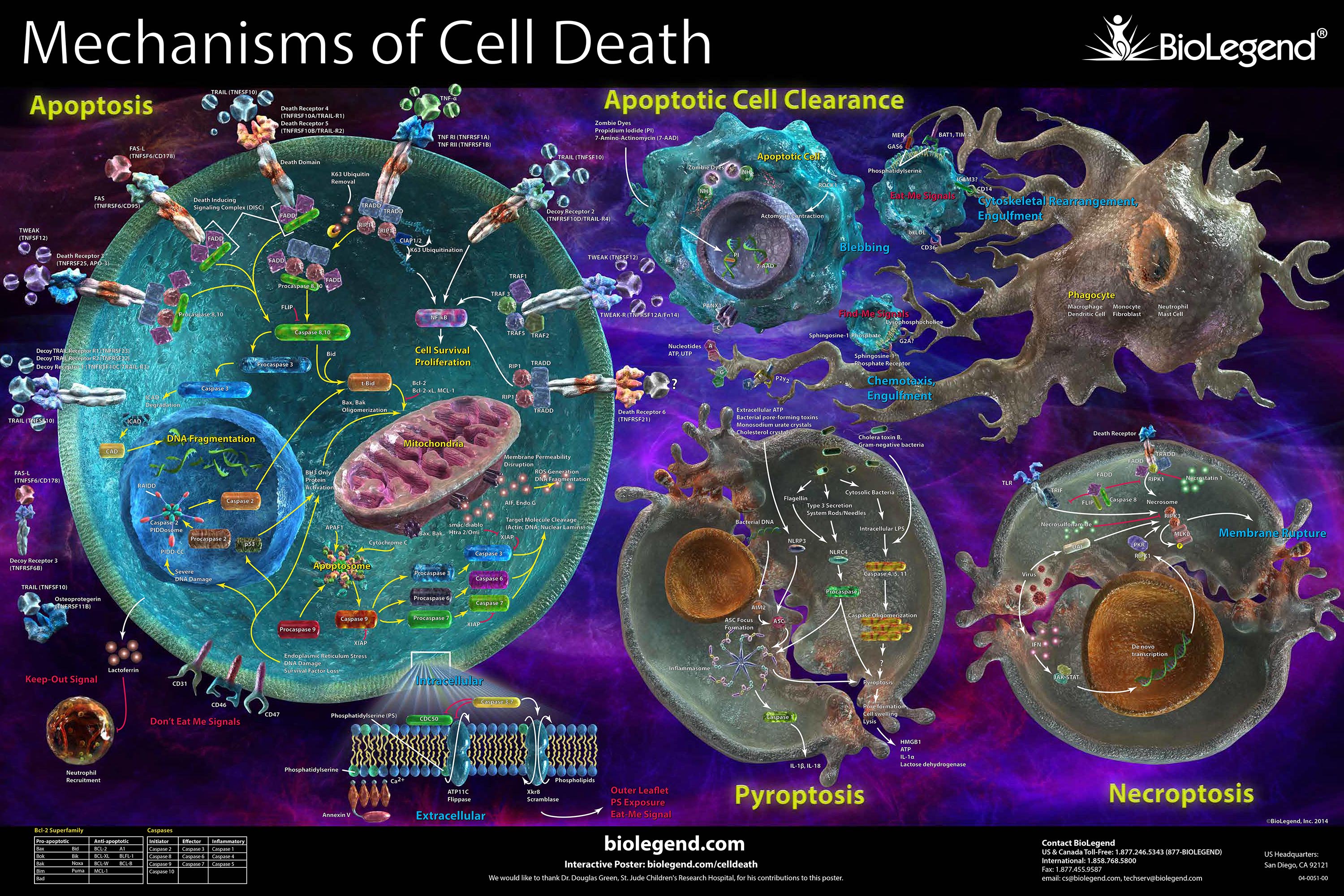 Request a copy of our Mechanisms of Cell Death Poster