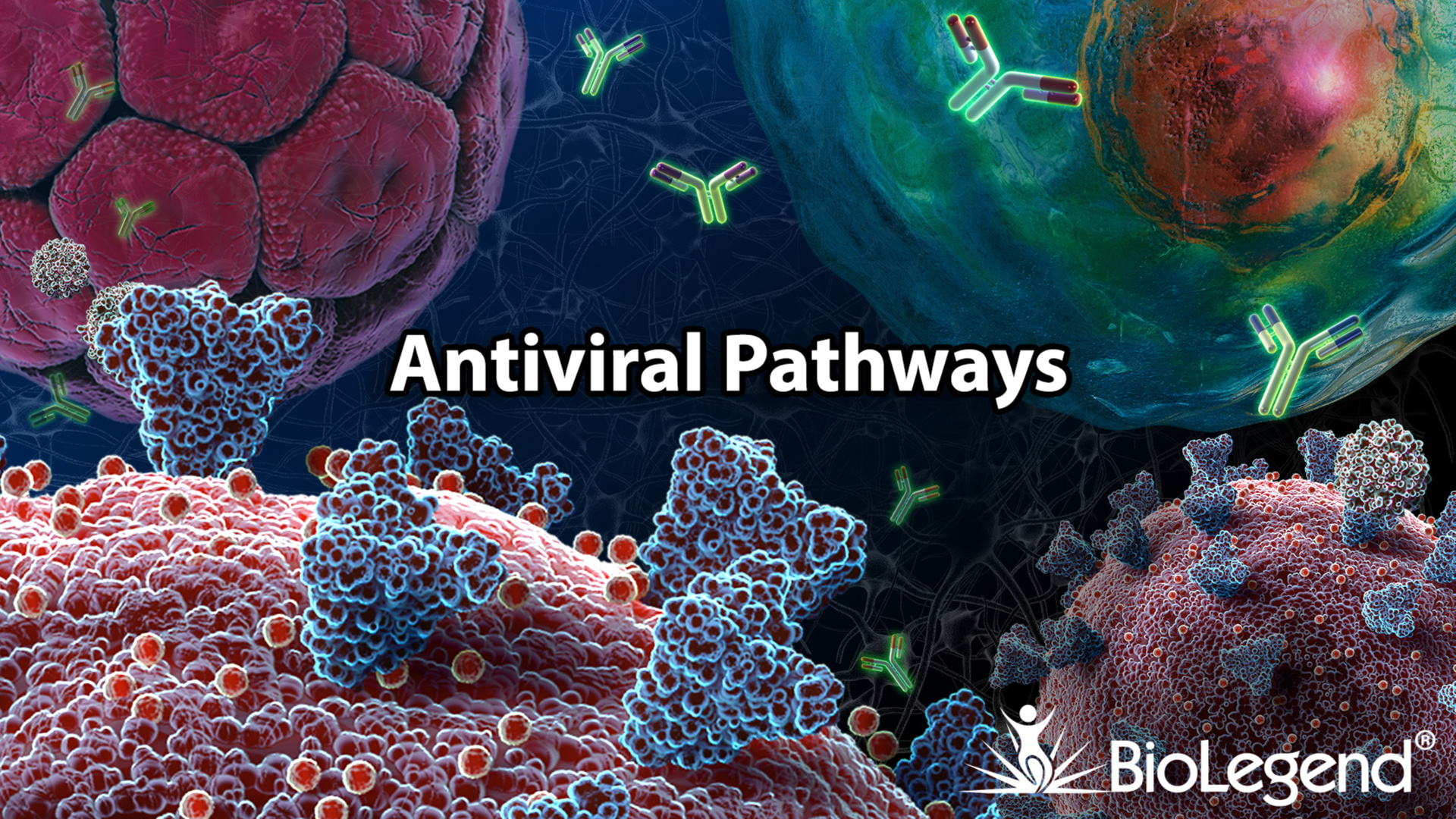 antiviral pathways