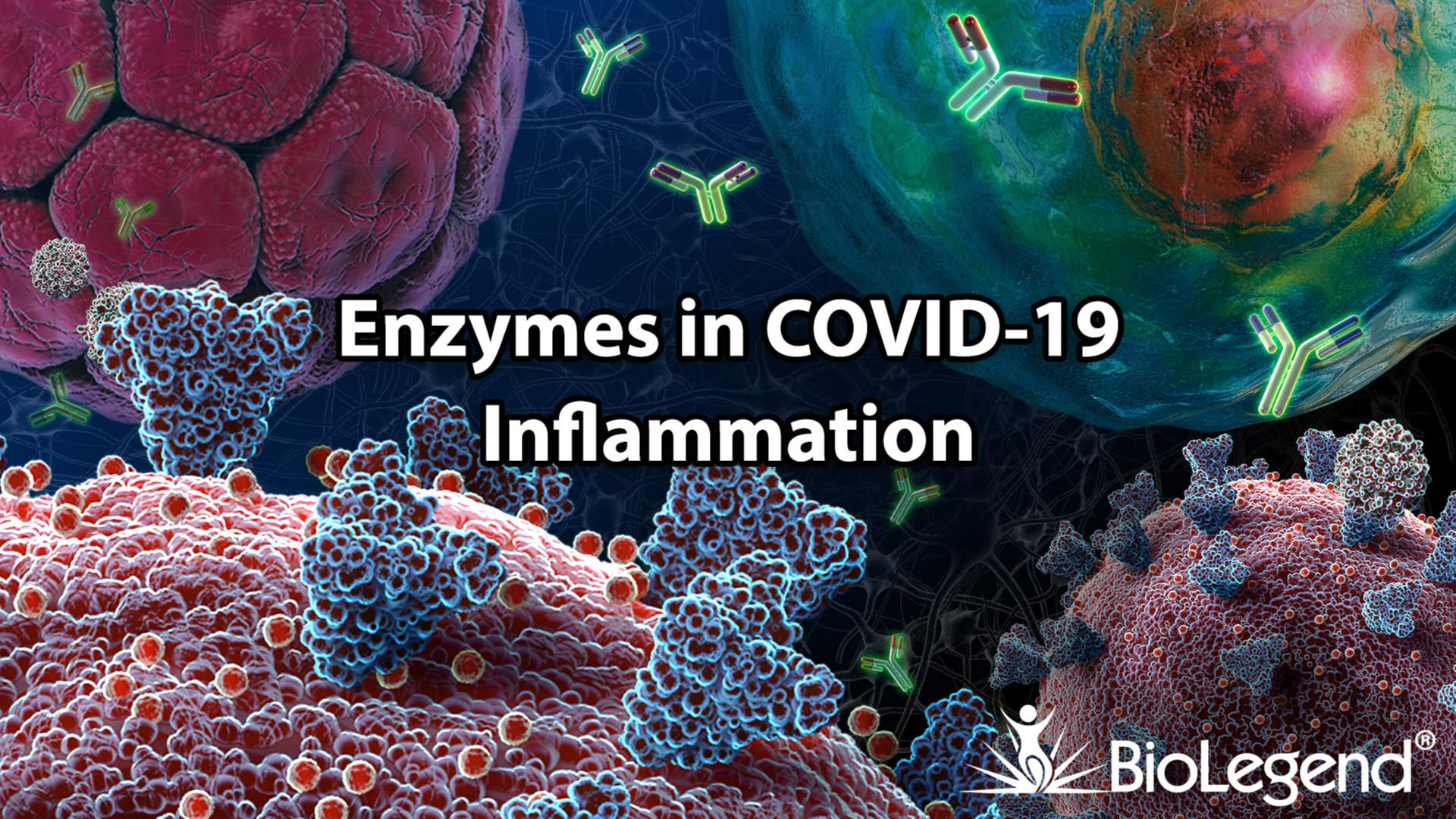 Enzymes in COVID-19 Inflammation