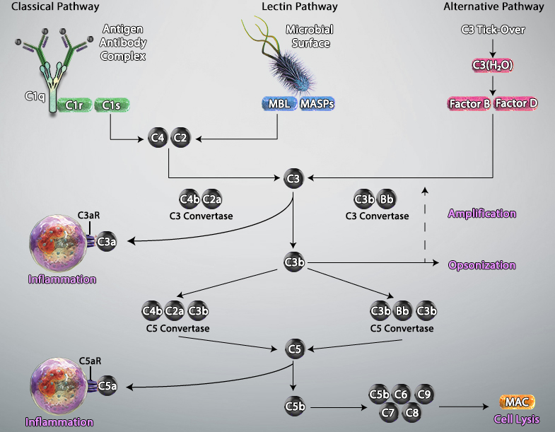 Complement Pathway