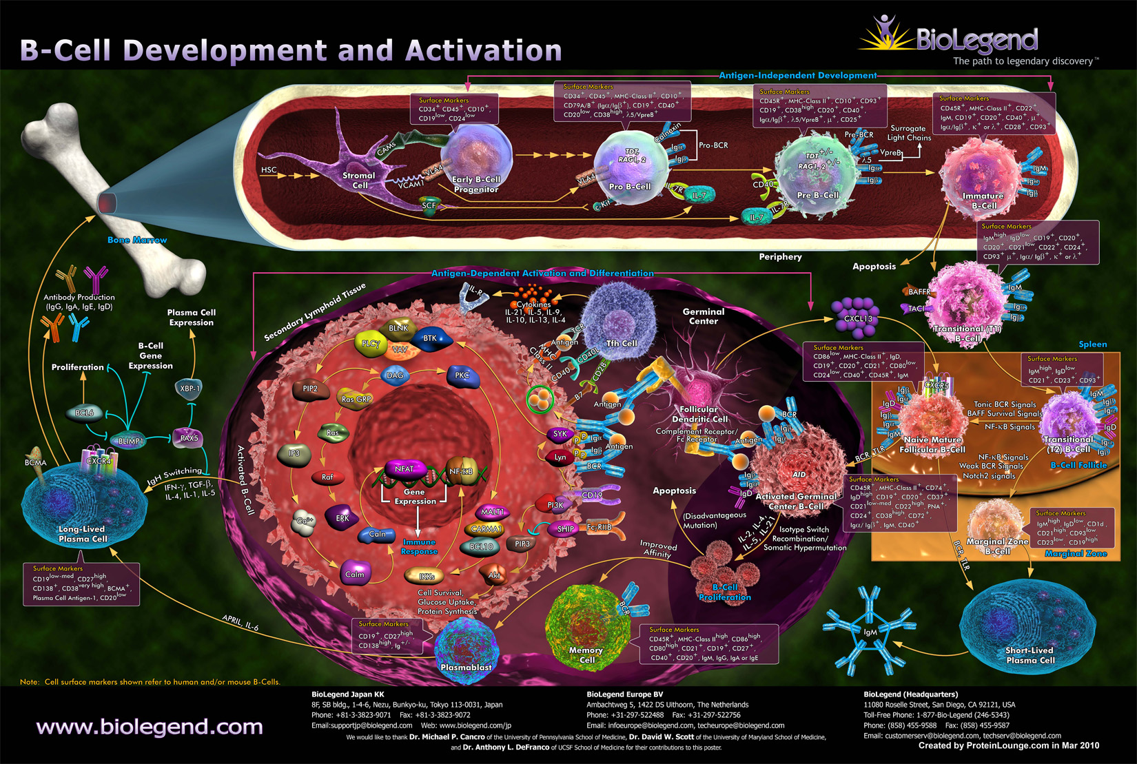B cell Development and Activation