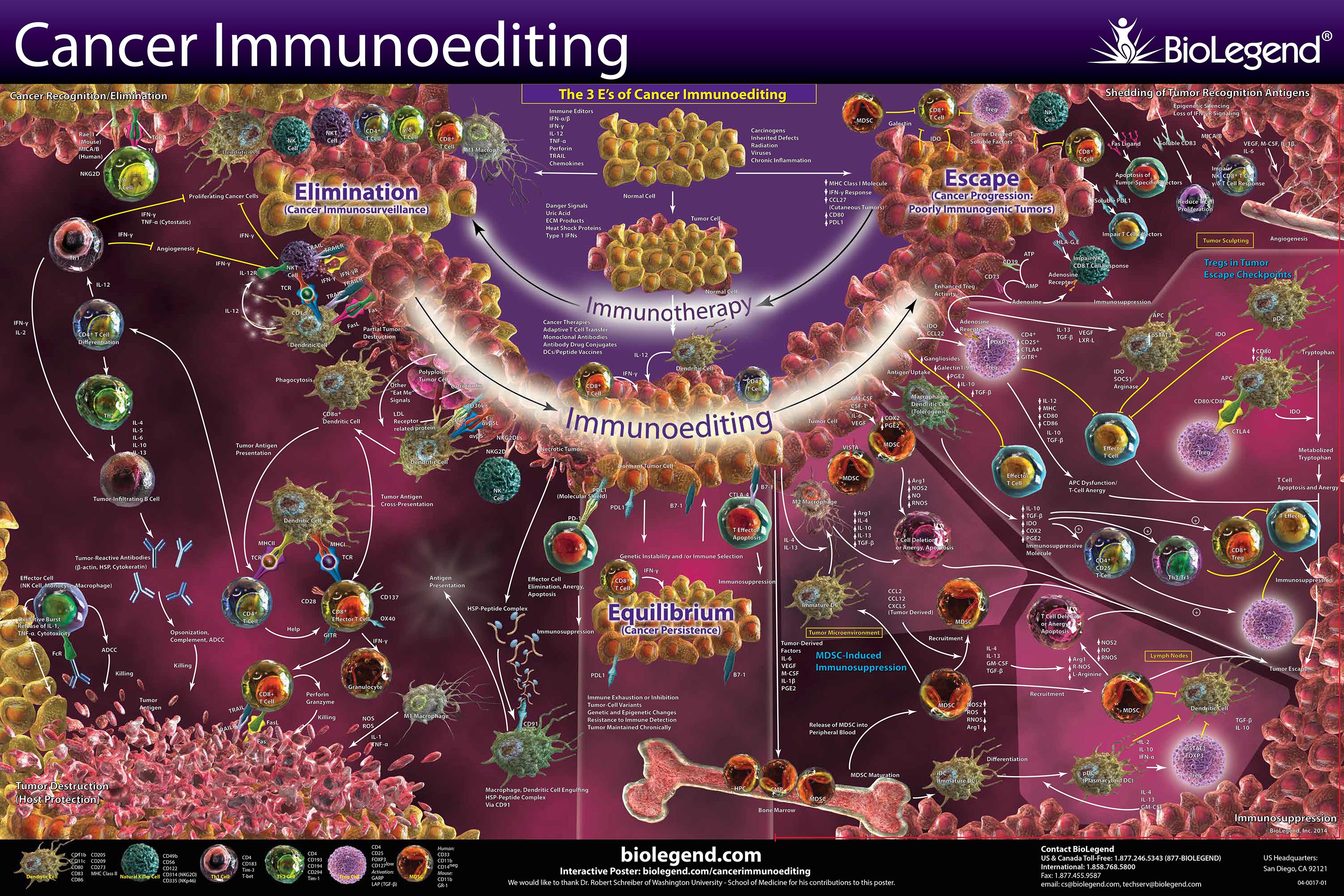Cancer Immunoediting