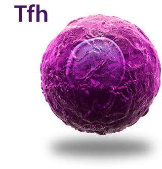 Thf Cell