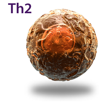 Th2 Cell