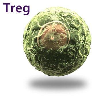 Treg Cell